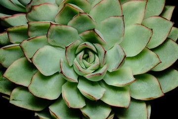 Close up of Echeveria Esther variegated succulent plant, beautiful flower in green yellow gradation...
