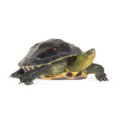 Isolated profile of a chinese stripe necked turtle - mauremys sinensis - walking on a transparent...