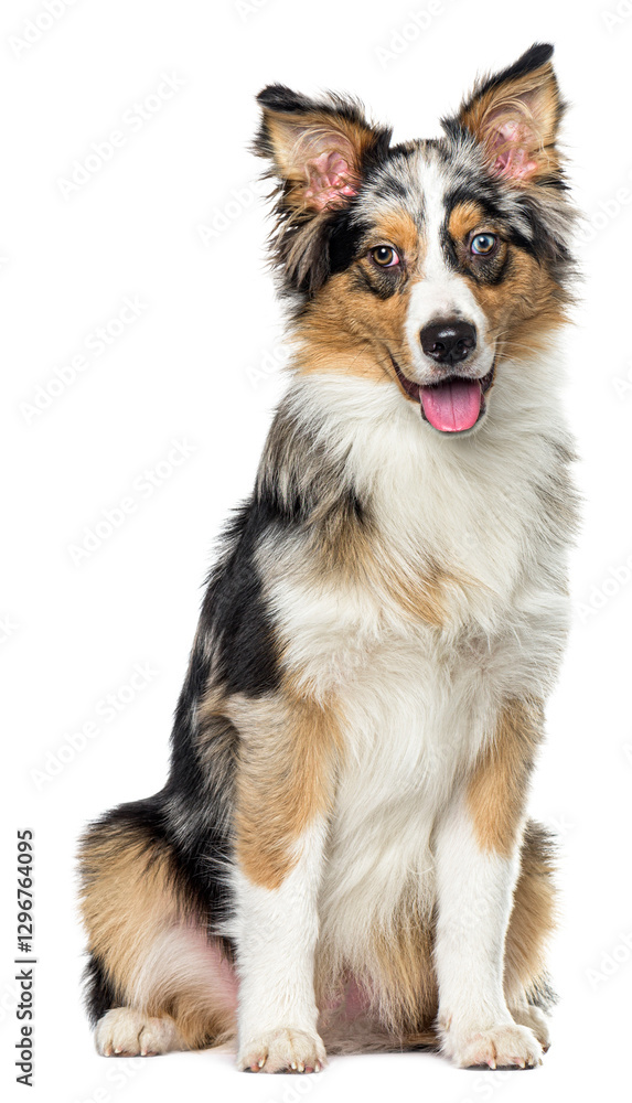 Poster studio shot of an australian shepherd sitting and panting, isolated on a transparent background