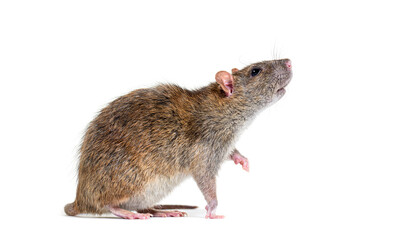 Side view of a brown rat on hind legs, Rattus norvegicus, isolated on white