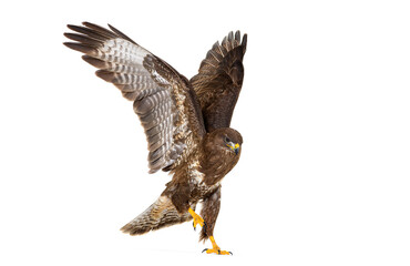 Obraz premium Common buzzard landing or take off wings spread, Buteo buteo; isolated on white