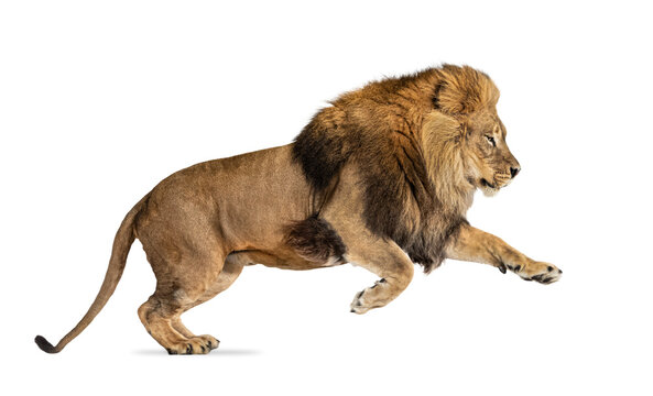 Majestic male lion running, isolated on transparent background, perfect for creative projects