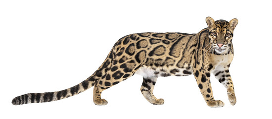 Clouded leopard walking on transparent background, isolated cutout