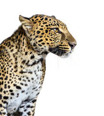 Head shot, portrait of a Spotted leopard looking away; isolated on white