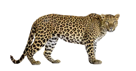  Full body profile of a leopard walking on a transparent background, perfect for easy integration into any design project © Eric Isselée