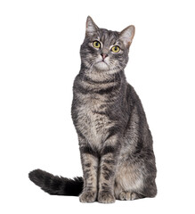Studio shot of an adorable grey tabby cat sitting and looking forward on a transparent background