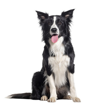 Young Black and white Panting Border collie sitting and looking at the camera, One year old, Isolated on white
