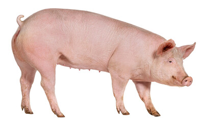 Full body view of a large pig standing, isolated on transparent background