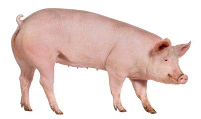 Full body view of a large pig standing, isolated on transparent background