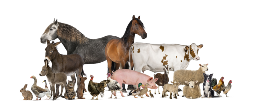 Large group of many farm animals standing together