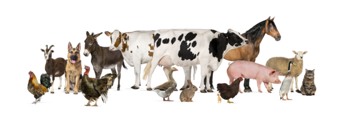 Large group of many farm animals standing together