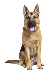 German shepherd dog sitting and panting, isolated on transparent background