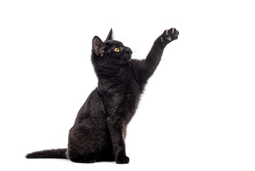 Black european shorthair cat, yellow eyed, raising paw, looking up and begging