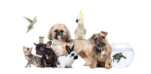 Shih tzu dog standing with a parrot perched on its back, surrounded by other animals, including...