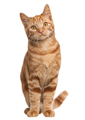 Studio shot of adorable ginger tabby cat sitting and looking up, isolated on transparent background