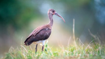 Juvenile Scarlet Ibis walking in the grass. Eudocimus ruber, Bioparc, Doué la Fontaine, Doué en...