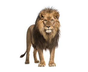 Male adult Lion standing, Panthera Leo, isolated on white