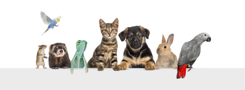 Border collie leaning on a white board