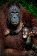 Portrait of the mother and baby Bornean Orangutan