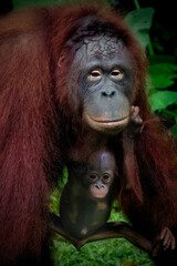 Portrait of the mother and baby Bornean Orangutan