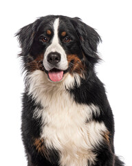 Happy Bernese mountain dog sitting on a white background and looking at the camera with its tongue out
