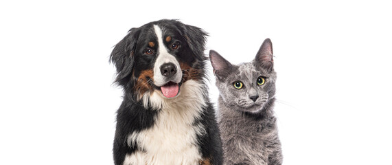Obraz premium Head shot of Happy Bernese mountain dog and grey Nebelung cat together, looking at the camera isolated on white background