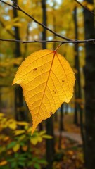 Obraz premium A yellow leaf clinging to a branch in the forest, autumn foliage, woodlands