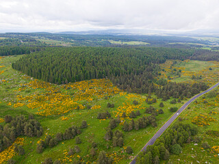 Aerial view of a country road crossing a pine tree forest and yellow flowers blooming in  agropastoral landscape of the Cevennes, Lozere, France