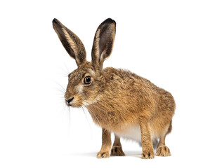 Obraz premium Young European hare, brown hare, Lepus europaeus, three months old, standing on a white background and looking curious