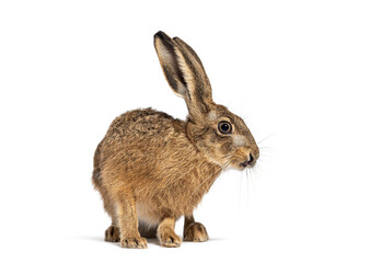 European hare, lepus europaeus, also known as the brown hare, squatting and looking to the right