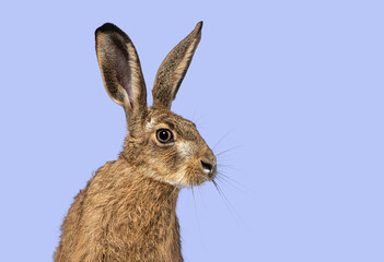 Head shot of a Young European hare, brown hare, Lepus europaeus, three months old sitting attentively, on purple background