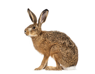 Side view of a European hare or brown hare, lepus europaeus, sitting and looking away on white background