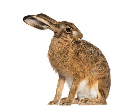 Side view of a European hare or brown hare, lepus europaeus, sitting and licking himself on white background