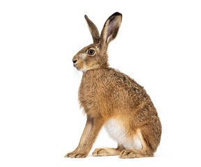 Side view of a European hare or brown hare, lepus europaeus, sitting and looking away on white...