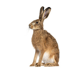Side view of a European hare or brown hare, lepus europaeus, sitting and looking away on white...