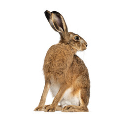 Side view of a European hare or brown hare, lepus europaeus, sitting and looking away on white background