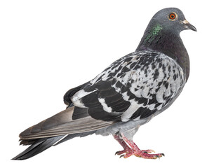 Fototapeta premium Full body profile of a feral pigeon standing, isolated on transparent background