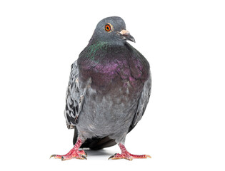 Front view of a feral pigeon, isoated on white