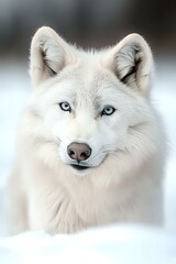 Fototapeta premium White arctic wolf with piercing blue eyes gazes directly at camera against snowy background, showcasing majestic wild canine beauty in natural winter habitat.