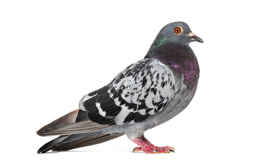 Side view of a feral pigeon, isoated on white