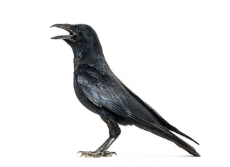 Side view of a Carrion crow calling beak open, corvus corone, isolated on white