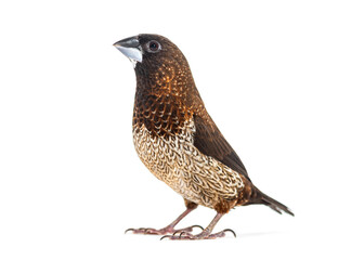 Society finch, Lonchura striata domestica, or Bengali finch, isolated on white