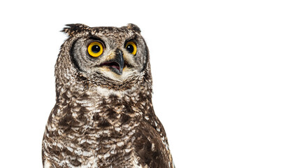 Head shot of a spotted eagle-owl, Bubo africanus, or African spotted eagle-owl looking away, isolated on white
