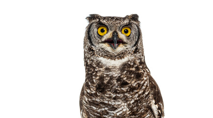 Head shot of a spotted eagle owl, bubo africanus, also known as african eagle owl, standing on a...
