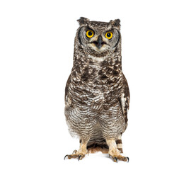 Naklejka premium Expressive Spotted eagle-owl, Bubo africanus, or African eagle-owl, looking at the camera beak open, islated on white
