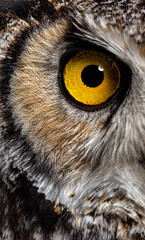 Head shot Close up view of a great horned owl, Bubo virginianus saturatus, or tiger owl, highlighting its intense yellow eye and detailed feather patterns