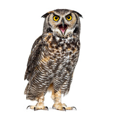 Expressive and looking angry bird, beak wide open, isolated on white