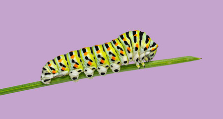 Naklejka premium Colorful Common yellow swallowtail Caterpillar crawling on a blade of vegetable grass on a purple background
