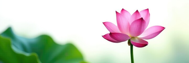 Fototapeta premium Pink lotus flower in mid-air isolated on white, botanical, blooms