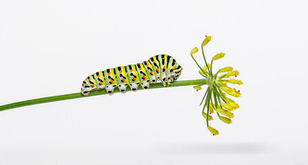 Colorful old world swallowtail Caterpillar crawling on a fennel stalk, isoated on white